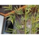 Bambu Planta Artificial H170 de Schuller